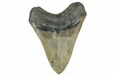 Serrated, Fossil Megalodon Tooth - North Carolina #338554-1